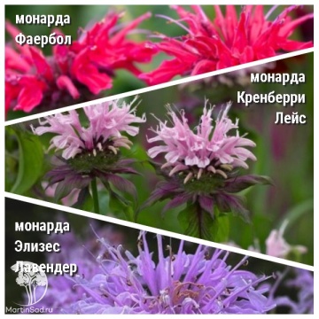 Фото Набор для ароматной грядки монарда Фаербол + Кренберри Лейс + Элизес Лавендер