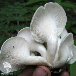 Вешенка рожковидная