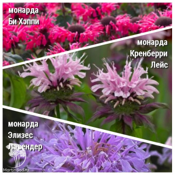 Фото Набор для ароматной грядки монарда Би-Хэппи + Кренберри Лейс + Элизес Лавендер