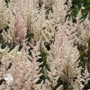 Astilbe arendsii Bronzelaub Астильба японская Бронзелауб (C-3, Собств. пр-во, B/18/1, П/Г/30/3) фото 1 