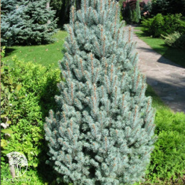 Ель новогодняя Изели Фастигиата 120-140 см в салатовом горшке