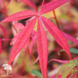 Клён пятилистный