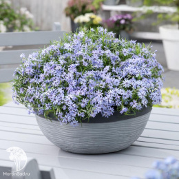 Флокс шиловидный Фабиолус Блю Дак Сентр