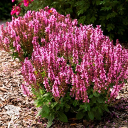 Набор для ароматной грядки шалфей Хот Липс + Сенсейшен Медиум Уайт + Нью Дименшн Роуз