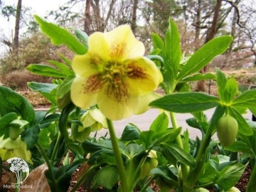 Фото Морозник восточный Еллоу Леди