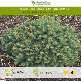 Ель обыкновенная Эхиниформис