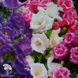 Колокольчик Ванильные облака, смесь окрасок