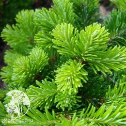 Пихта белая / европейская в контейнере