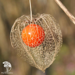 Физалис франше Гигантеа