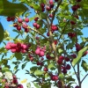 Яблоня - Дерево сад: Китайка Долго + Хоней Крисп + Белый Налив фото 1 