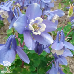 Аквилегия вееровидная Камео Блю энд Уайт