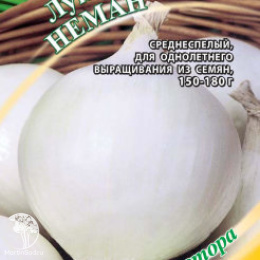 Лук репч. Неман