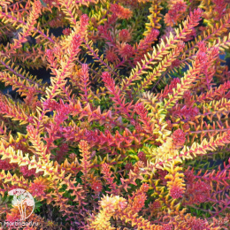  Бажина чёрная Бернштайн