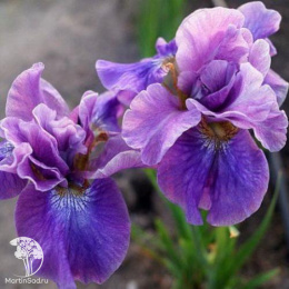 Ирис сибирский Хэвинг Фан