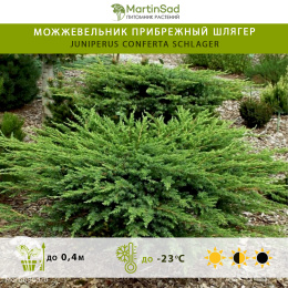 Можжевельник прибрежный Шлягер