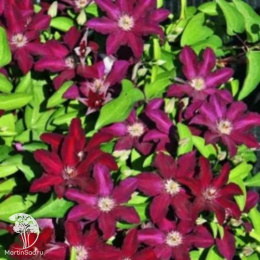 Клематис Стасик