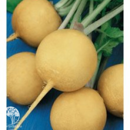 Редька Гелиос, желтая