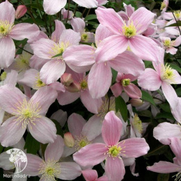 Клематис горный Мэйлин