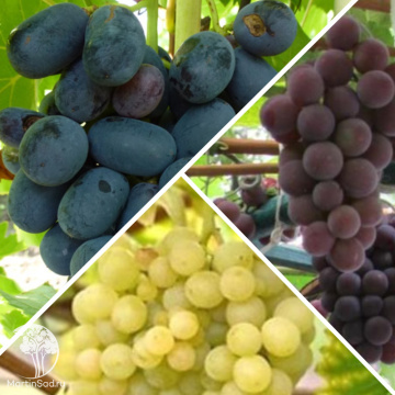 Фото Сверхвыгодный комплект! Виноград Аня + Виноград Русский Конкорд + опылитель Виноград Лакемонт