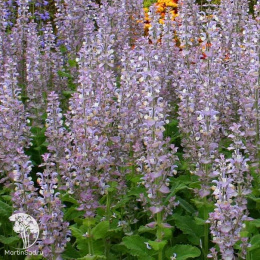 Шалфей мускатный Витамин красоты