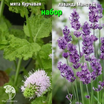 Фото Набор для чая мята Курчавая + лаванда Манстэд