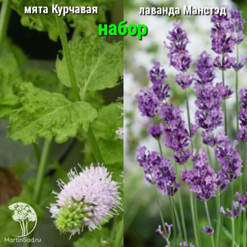 Фото Набор для чая мята Курчавая + лаванда Манстэд