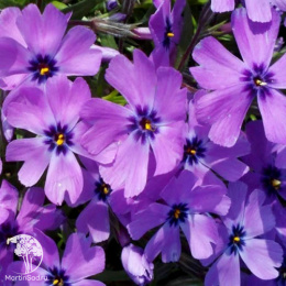 Флокс шиловидный Пёрпл Бьюти