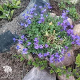 Аубреция Ксения (вид: обриета гибридная, темно-фиолетовый) Евро