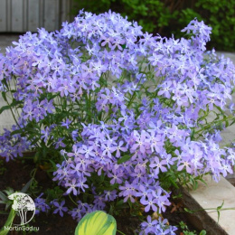 Флокс растопыренный Блу Мун