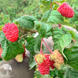 Малина ремонтантная Конёк-Горбунок