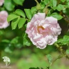 Роза ругоза нежно розовая фото 1 