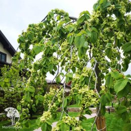 Вяз шершавый Кампердовнии на штамбе