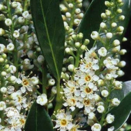 Лавровишня Отто Лукен