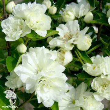 Фото Чубушник Лунный свет