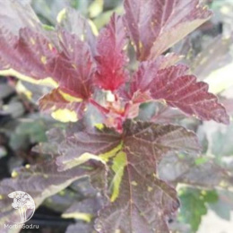 Пузыреплодник калинолистный Саламандра