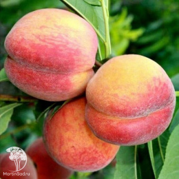 Персик Золотая Москва