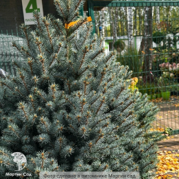 Ель колючая Глаука Марси