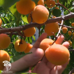 Абрикос Жердель