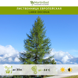 Лиственница европейская
