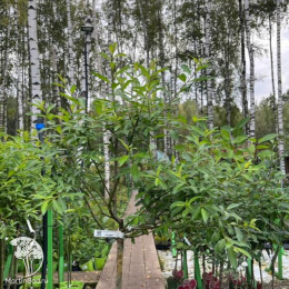 Ива тонкостолбиковая Куроме на штамбе