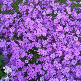 Флокс шиловидный Пёрпл Бьюти
