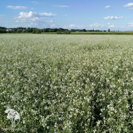 Редька масличная Тамбовчанка