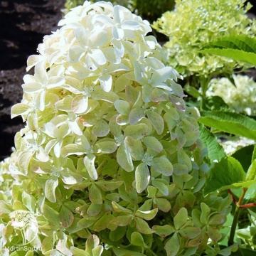 Фото Гортензия Мэджикал Лайм Спаркл