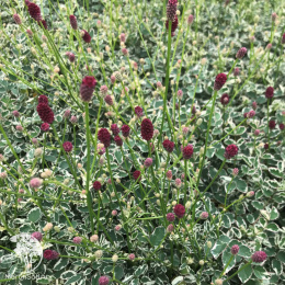 Кровохлебка лекарственная Вариегата