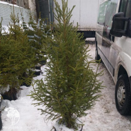 Русская ель в горшке