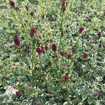 Фото Кровохлебка лекарственная Вариегата