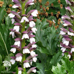 Акант моллис