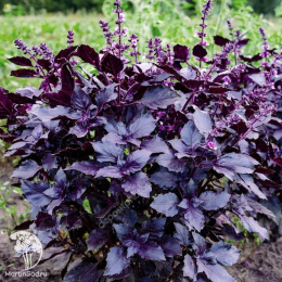 Базилик Ажур Пурпурный