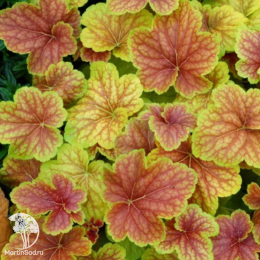 Сверхвыгодный микс! Гейхера Дельта Даун + Гейхера Черри Кола + Гейхера Ред Лайтинг