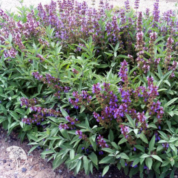 Шалфей лекарственный Кубанец 